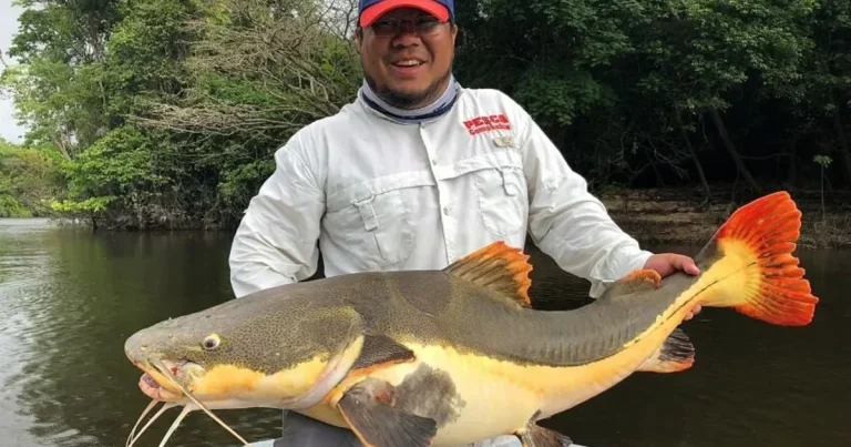 Jogos de Pesca em Cassinos Online: Como Funcionam os Fish Shooting e Slots com Tema de Pesca
